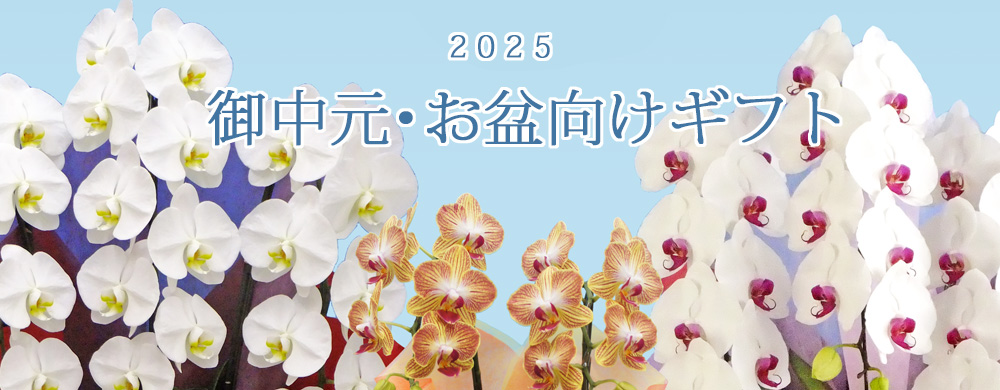 お中元・お盆の胡蝶蘭