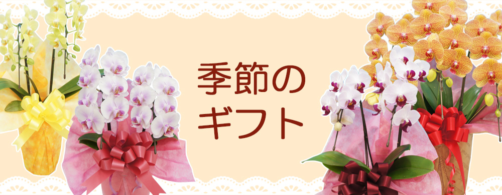 季節の胡蝶蘭ギフト